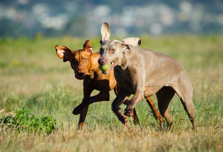 Weimaraner and Vizsla running through field playing
