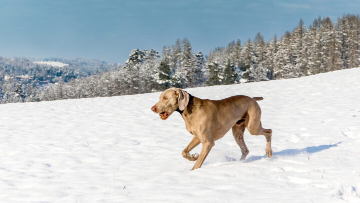 These 25 Weimaraner Mixes Will Steal Your Heart
