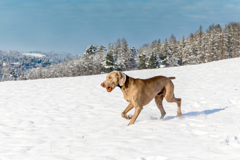 dog runs in the snow