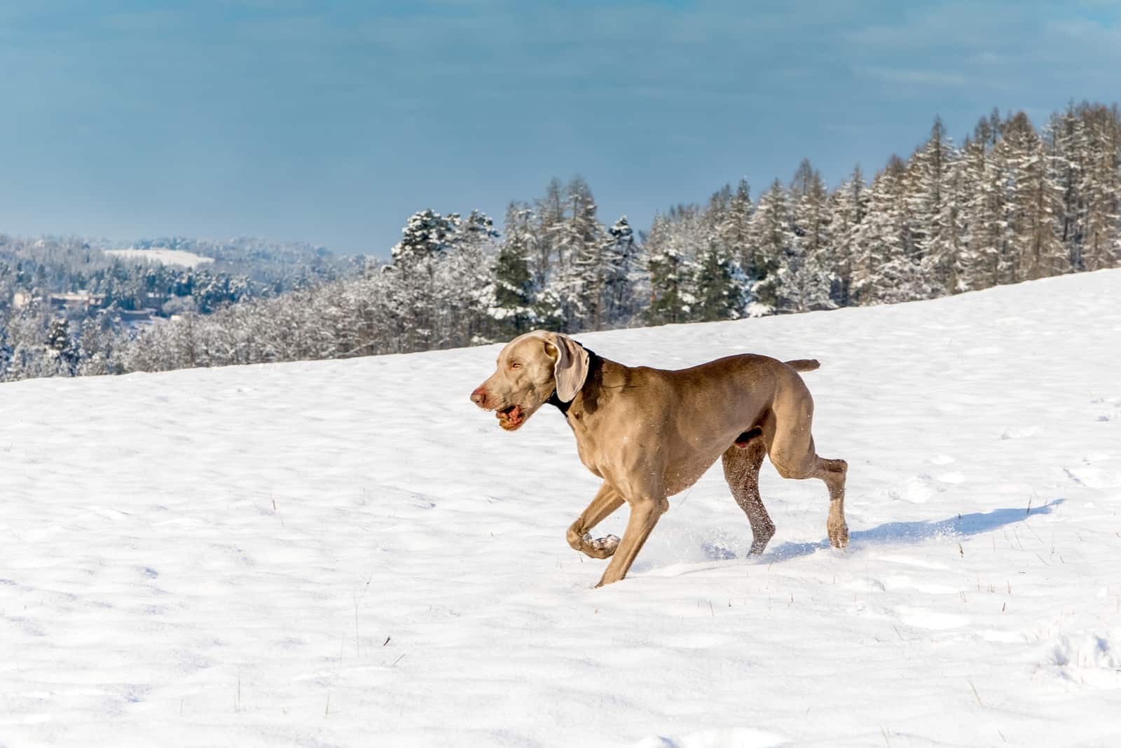 These 25 Weimaraner Mixes Will Steal Your Heart