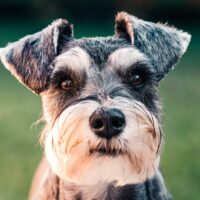 photo of a schnauzer