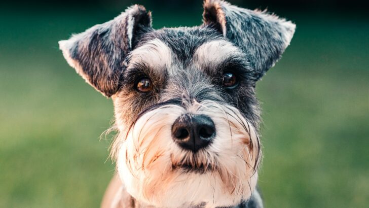 These 50 Schnauzer Mixes Will Make You Want One ASAP!