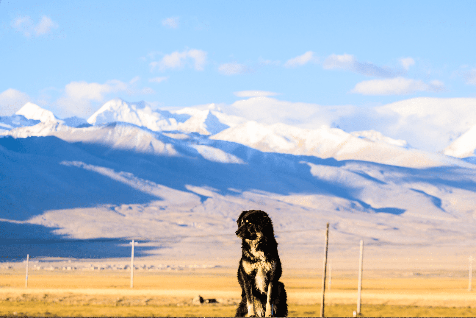Tibetan Malamute Mastiff sitting on the road