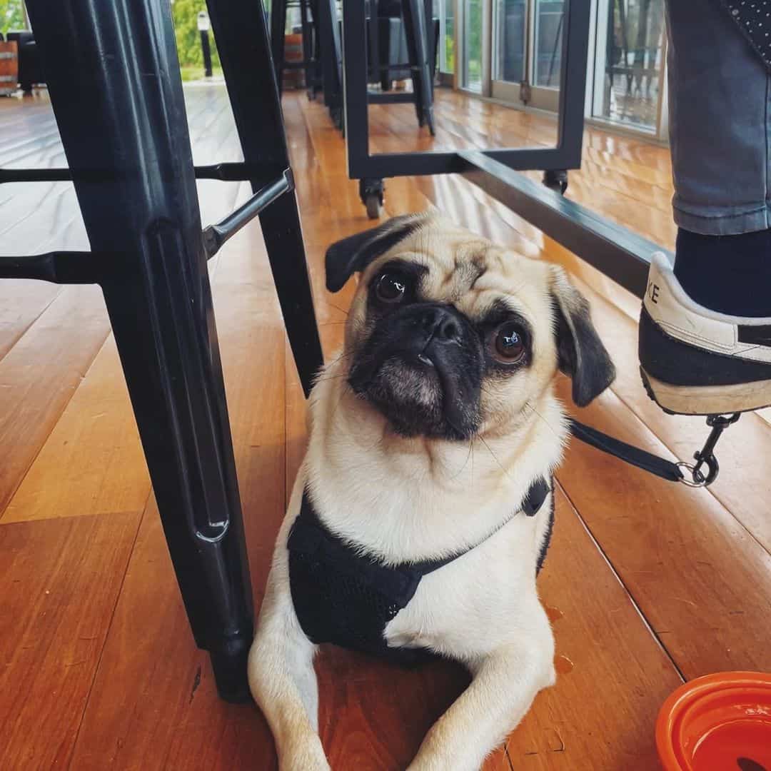 Tibetan Pug lies on the floor