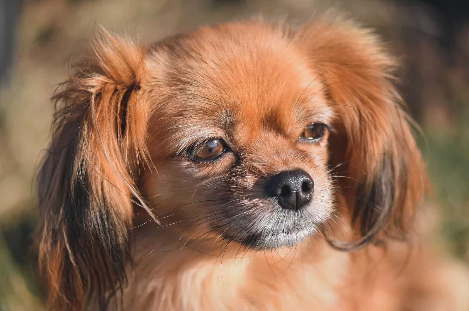 Tibetan Spaniel