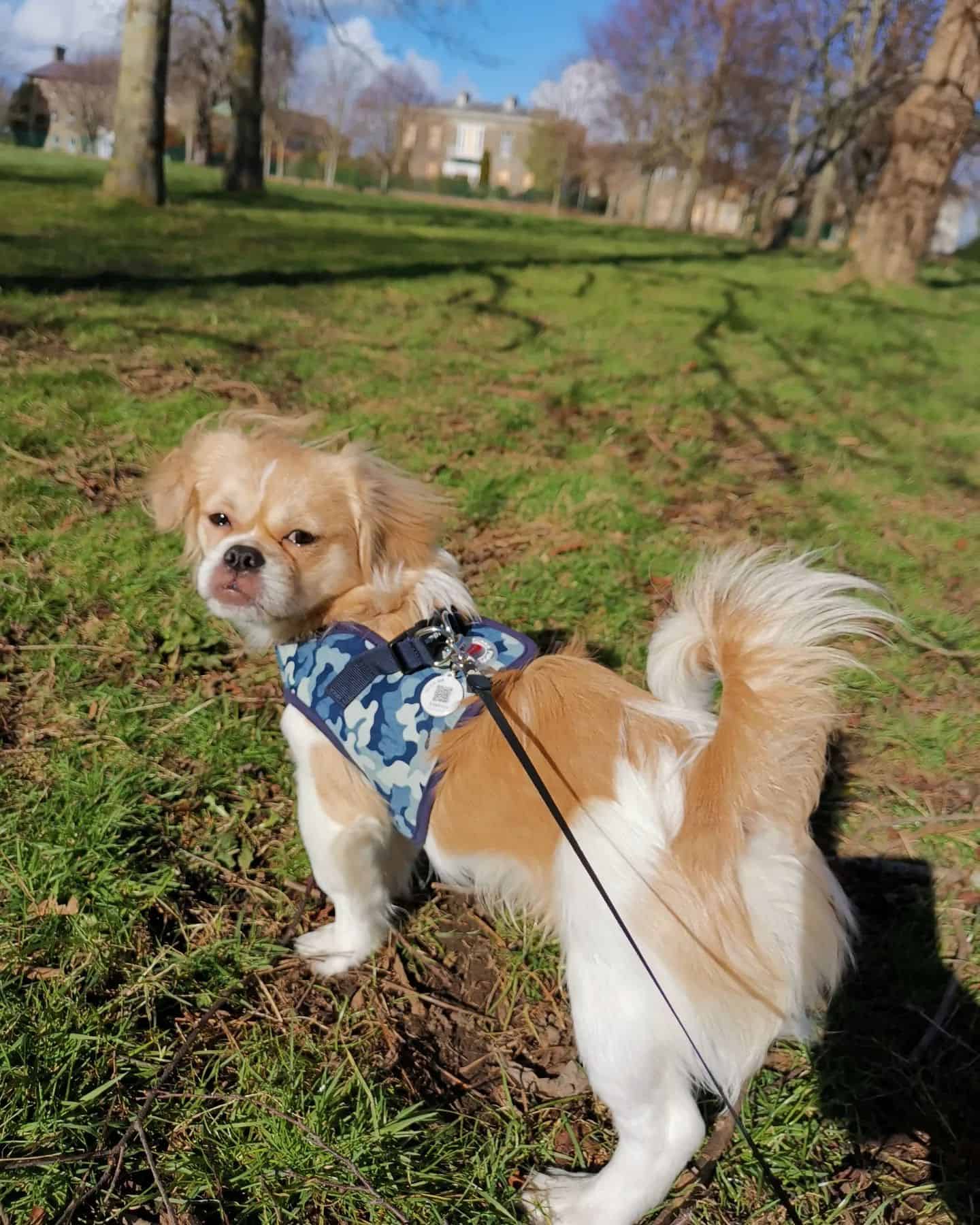 Tibetan Tzu in nature