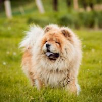 chow chow in the park