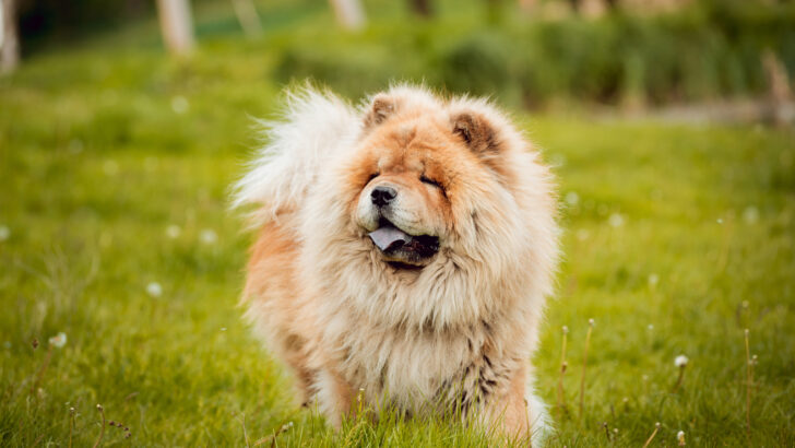 Top 4 Chow Chow Breeders In Ontario