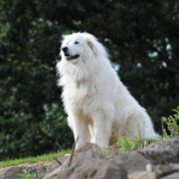 Great Pyrenees standing on the rock