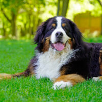 Large Bernese Mountain Dog lying on the grass in the park