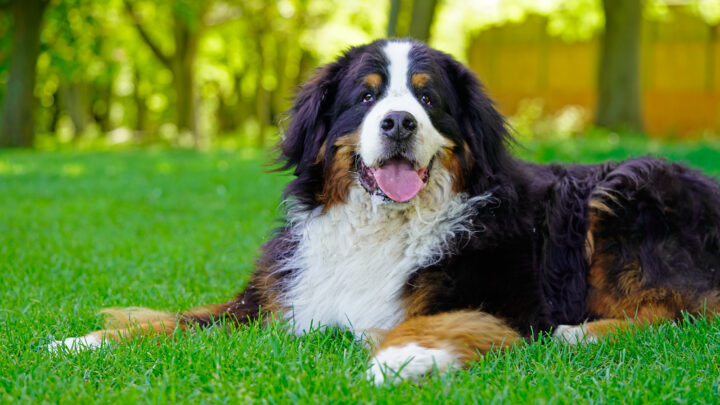 Top 44 Cutest Bernese Mountain Dog Mixes Of All Time