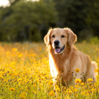 cute golden retriever in the field