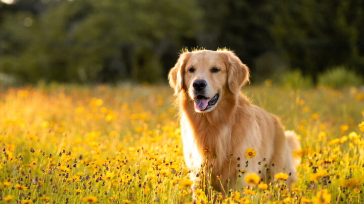 Top 5 Golden Retriever Haircuts And Grooming Styles