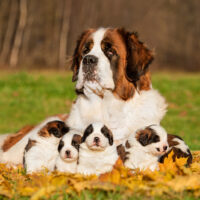 Saint Bernard and puppies