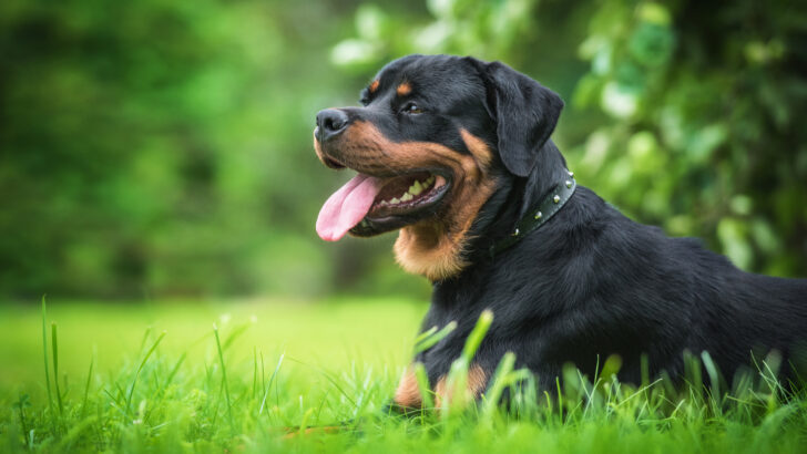 Top 5 Roman Rottweiler Breeders In The United States