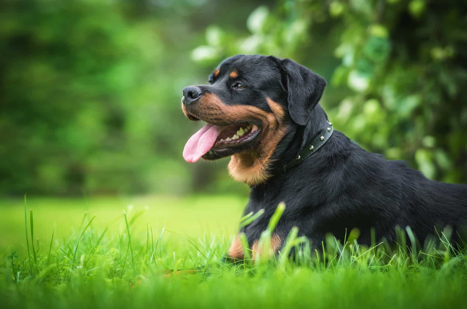 Rottweiler lies on the green grass