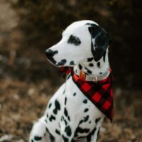 Dalmatian pupy