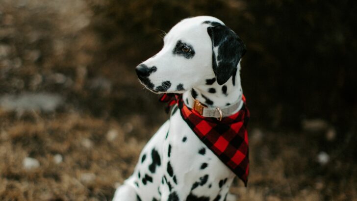 Top 6 Best Dalmatian Breeders In The UK