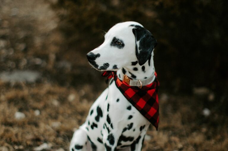 Dalmatian pupy
