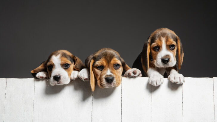 Top 7 Beagle Breeders In Texas: Where To Find Your New Pet