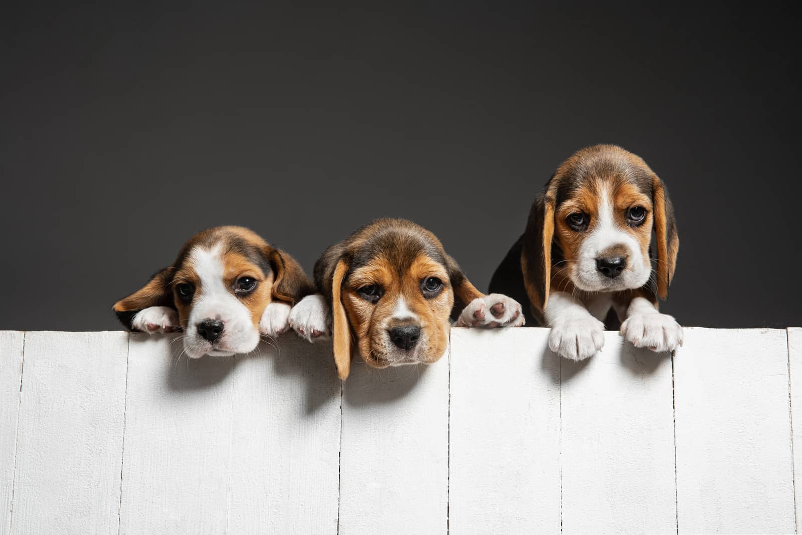 three beagle puppies