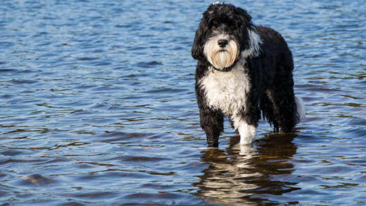 Top 8 Portuguese Water Dog Breeders In The USA And Canada