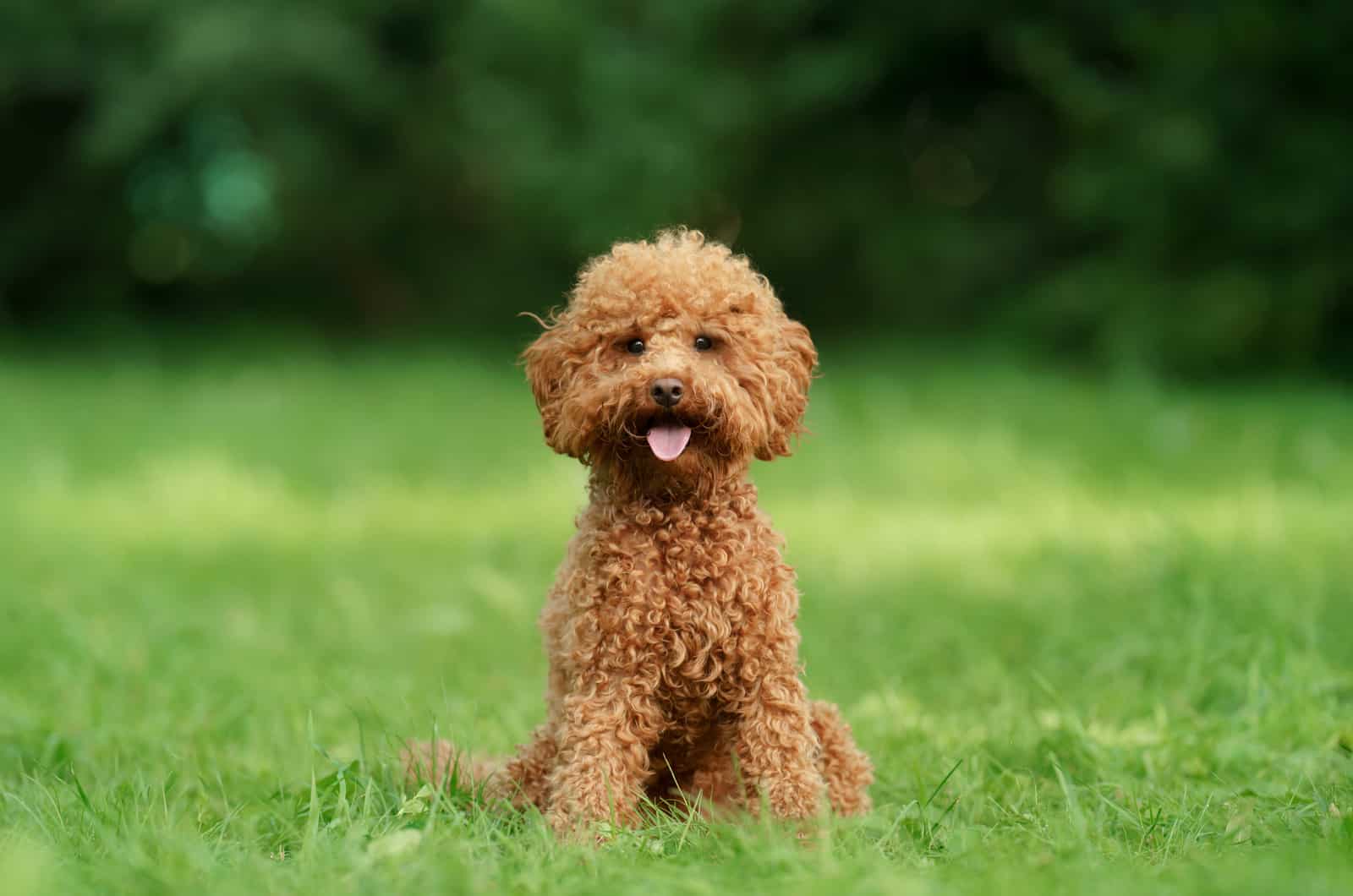 Toy Poodle is sitting on green grass