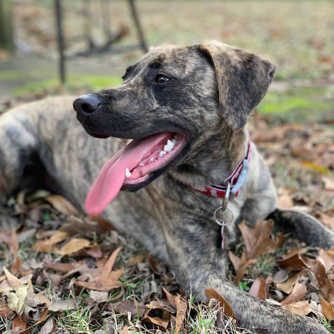 Treeing Tennessee Brindle