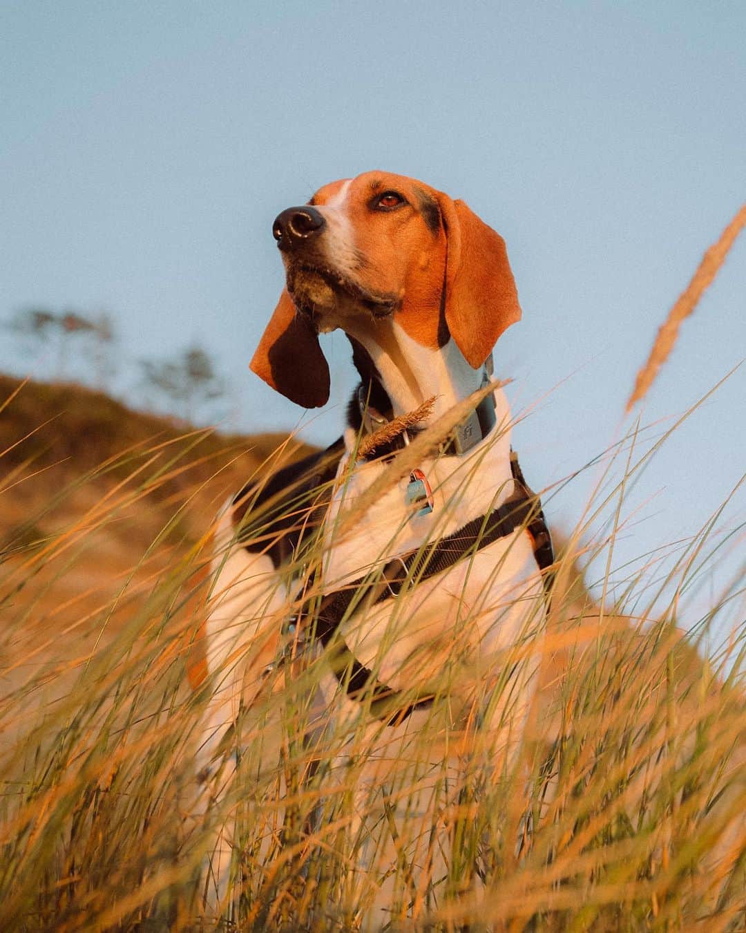 Treeing Walker Coonhound