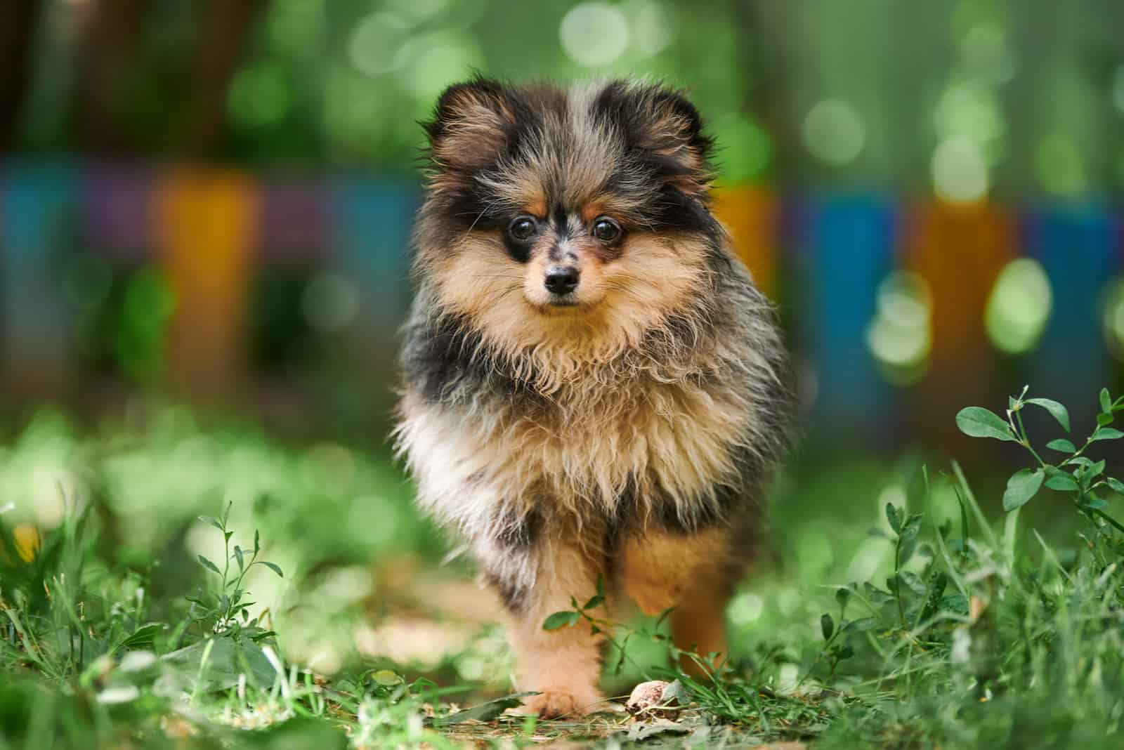 Tricolor pomeranian