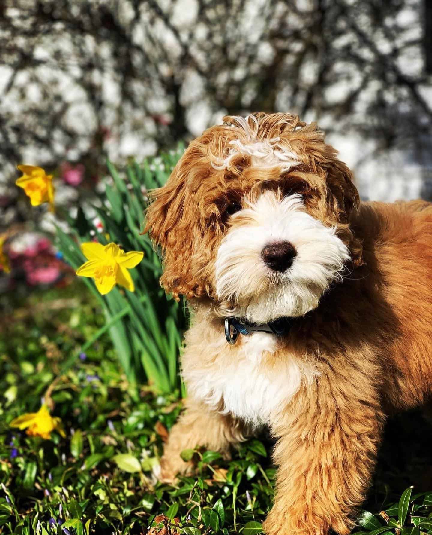 Tuxedo labradoodle in the garden