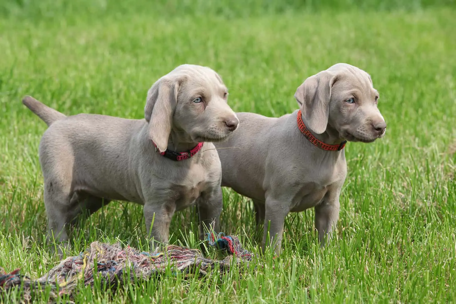 Two puppies weimaraner standing on the lawn