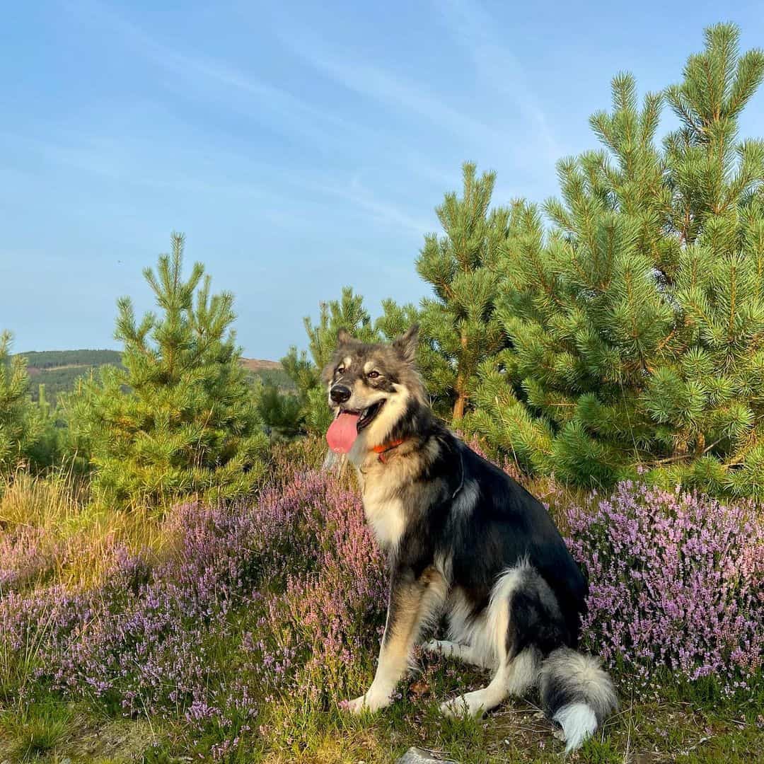 Utonagan is sitting on the grass