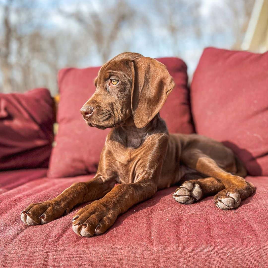 Vizmaraner dog is lying on a red sofa