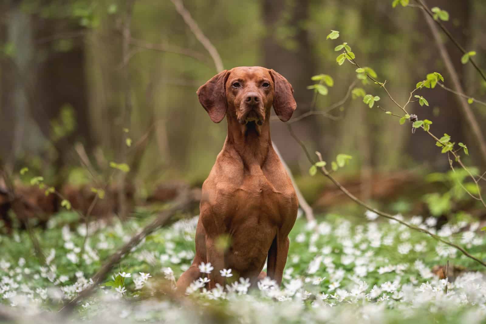 Vizsla dog sitting among white flowers