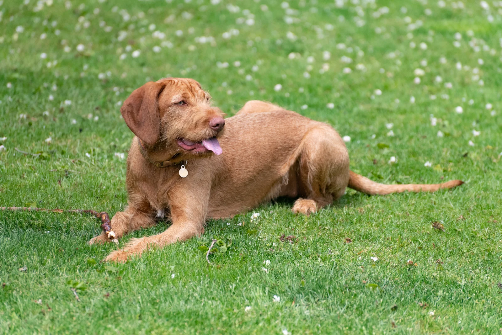 Vizsla puppy laying on the grass with its tongue sticking out