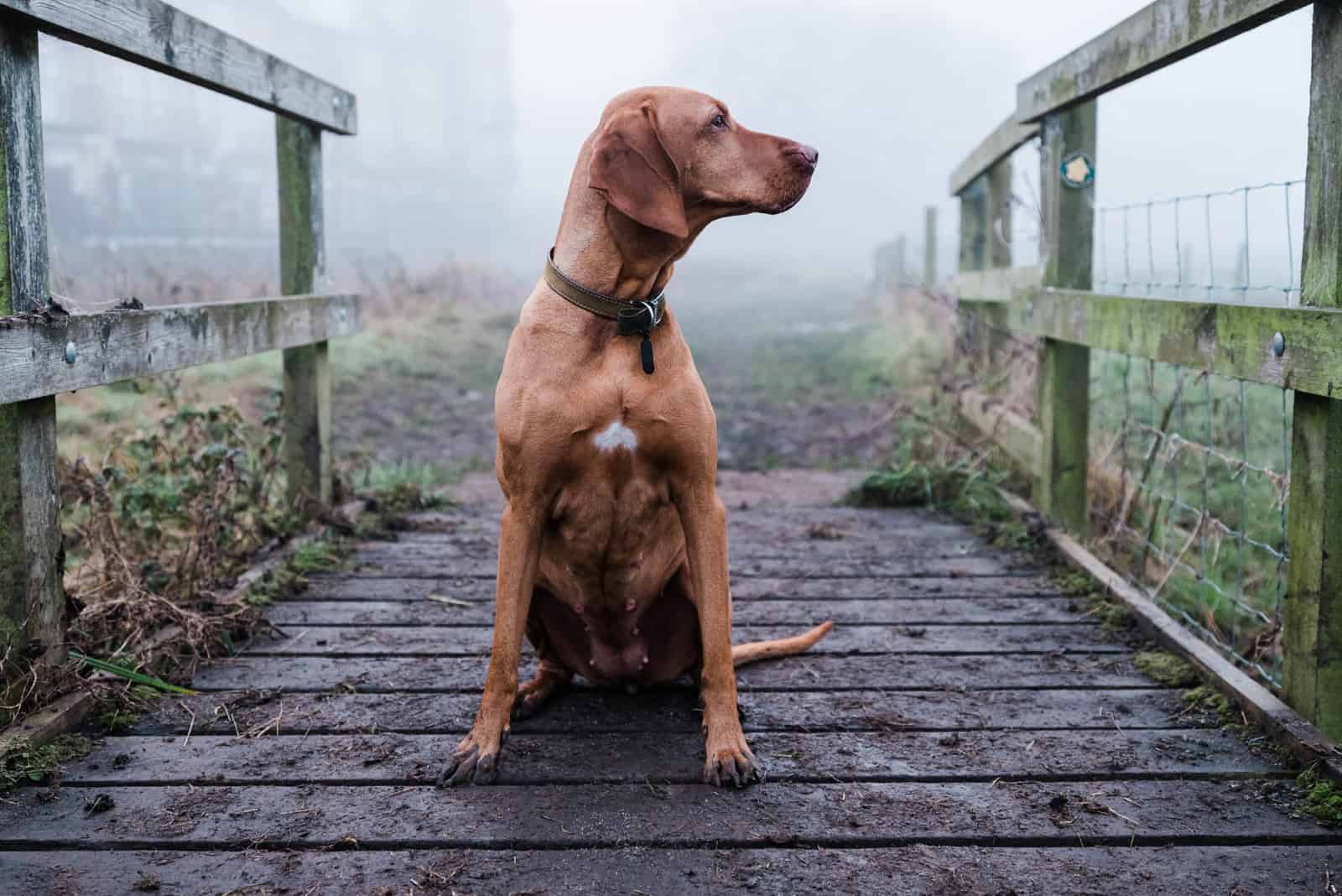 Vizsla sits on a bridge backed by fog