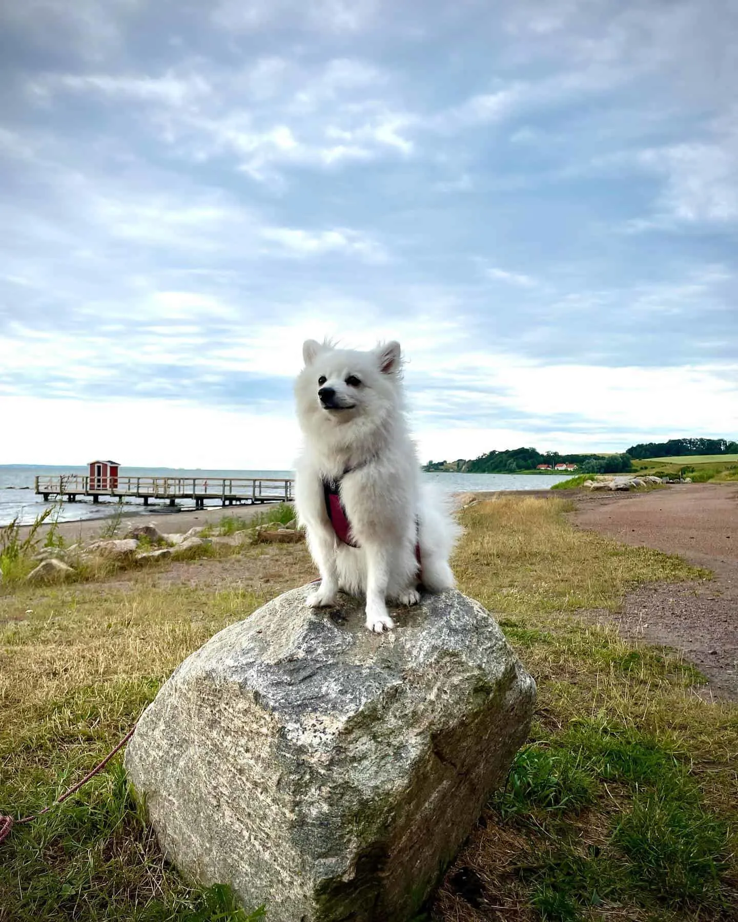 Volpino Italiano dog on the rock