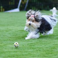 Yorkshire Terrier running after ball