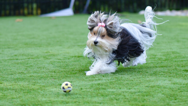 We Present You 33 Low Maintenance Dogs For First Time Owners