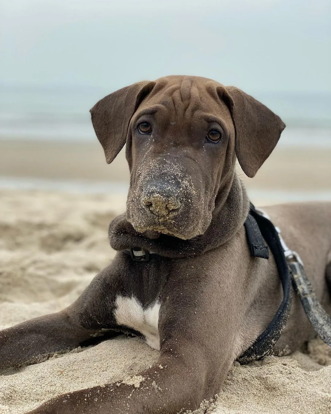 Weim-Pei dog on a sandy beach