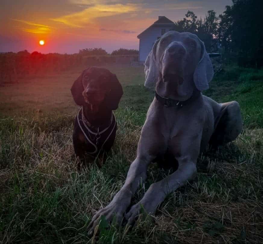 Weimaraner and Dachshund dogs enjoying the sunset