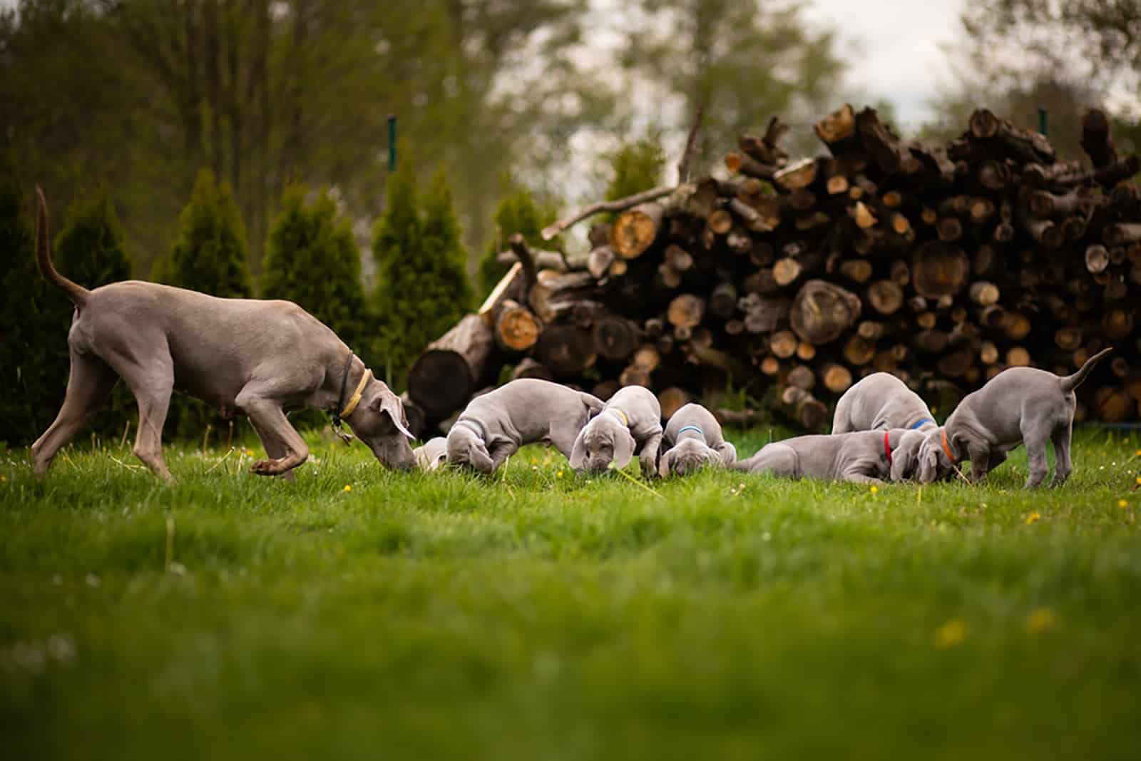 Weimaraner puppies on the grass in the garden