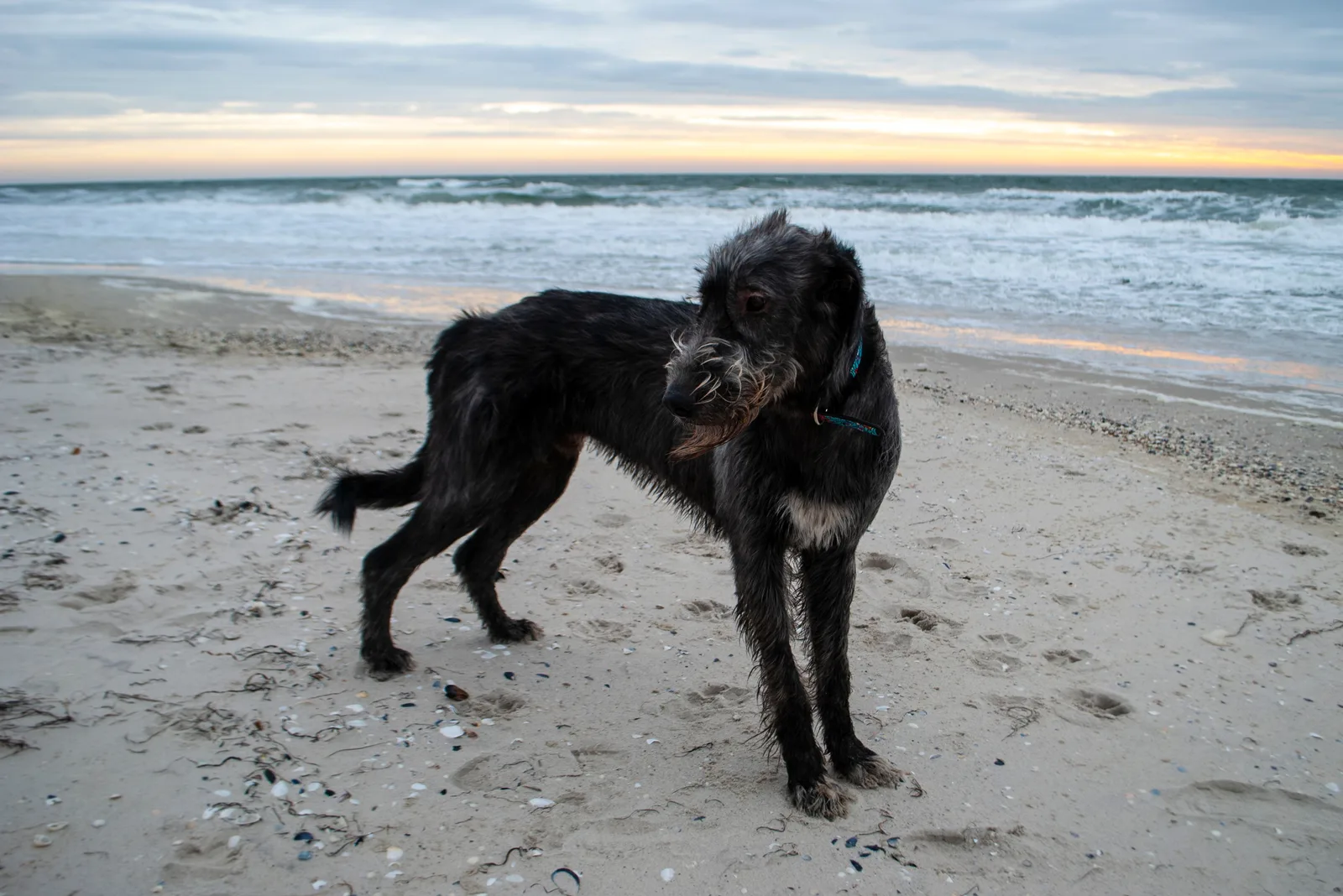Weimardale dog standing on a sandy beach
