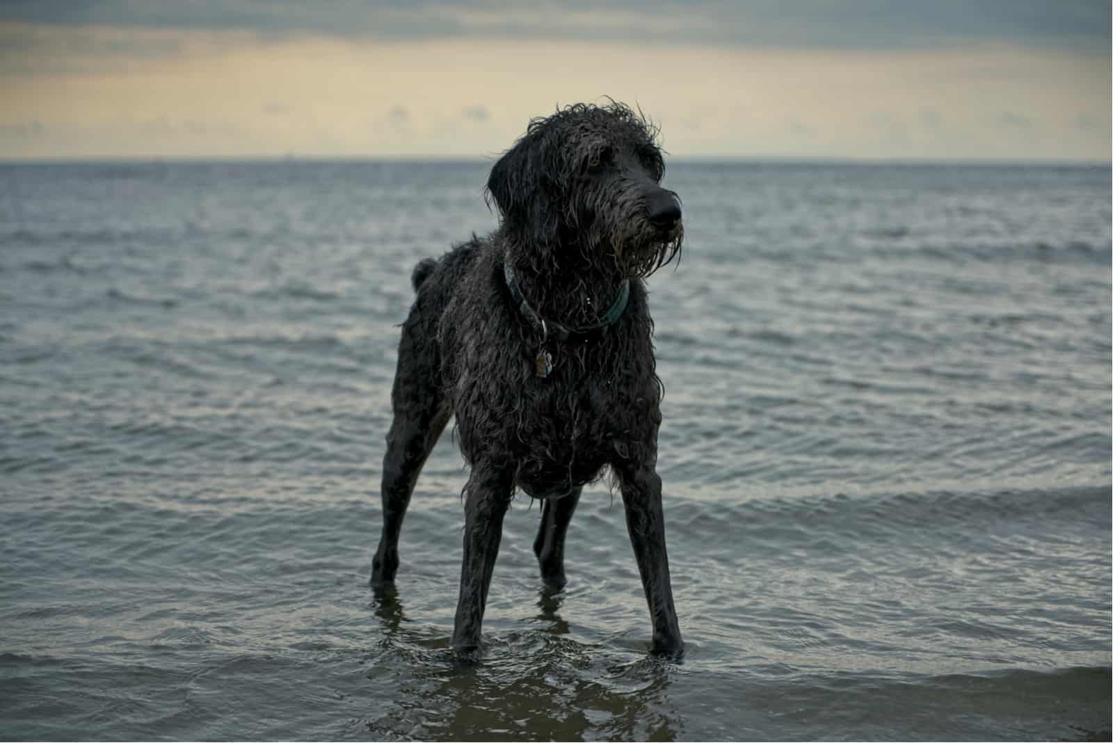 Weimardoodle dog standing in shallow water on the beach