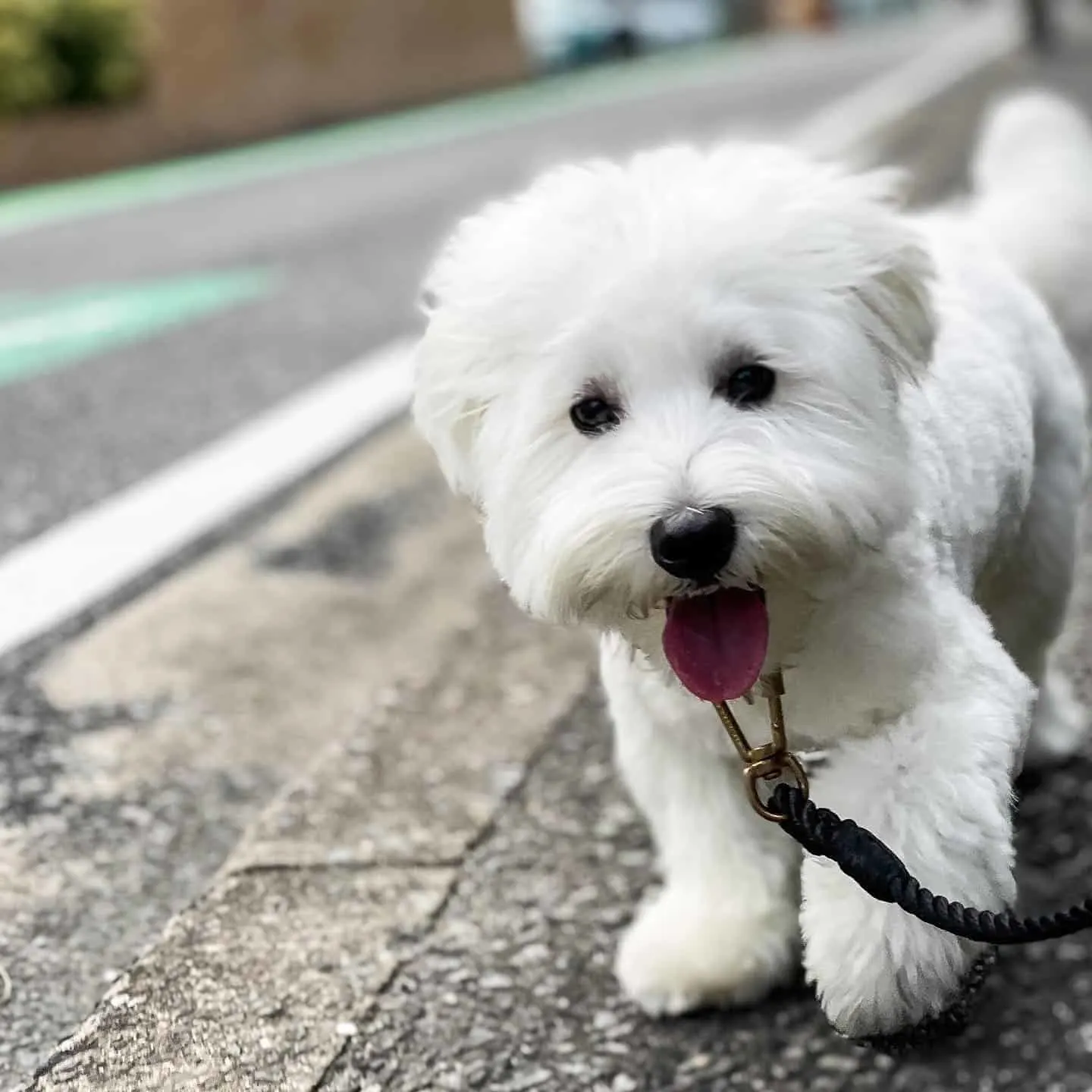 West Highland White Terrier on the street