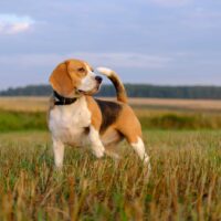beagle standing in the meadow