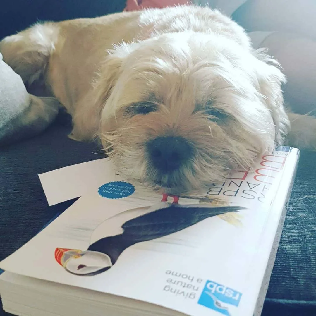 Wheaten Border Terriers lying leaning on a book