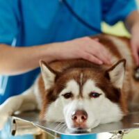 husky at the vet