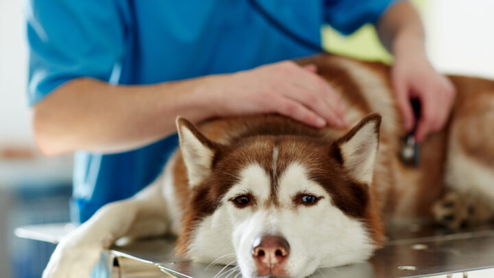 When To Put Down A Dog With Seizures? A Difficult Decision